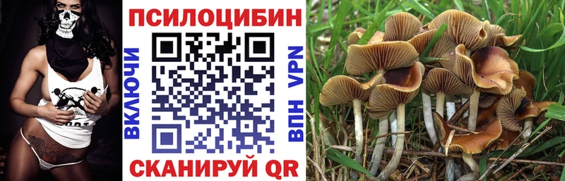 Псилоцибиновые грибы Cubensis  Шилка 